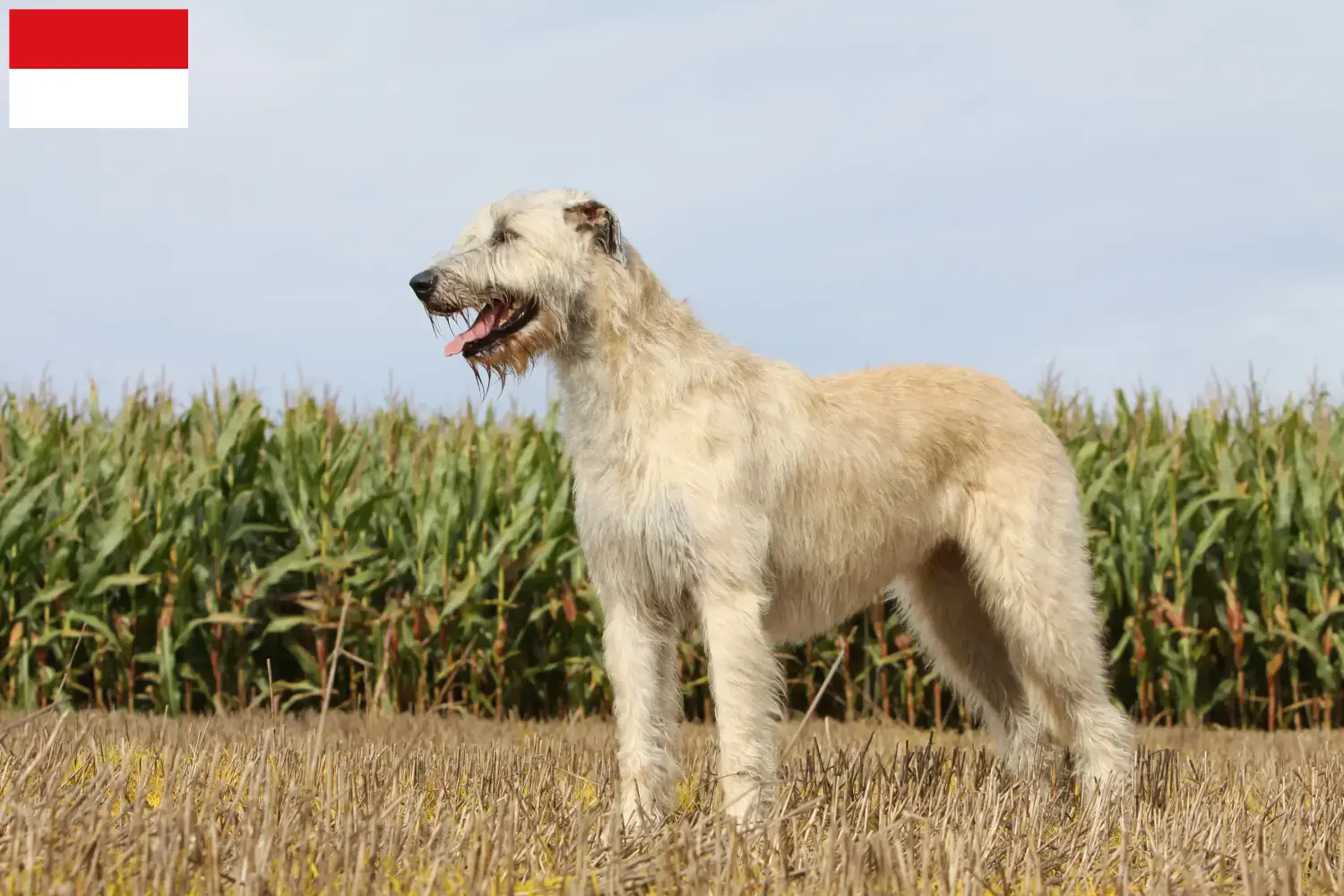 Read more about the article Irish Wolfhound breeders and puppies in Vienna