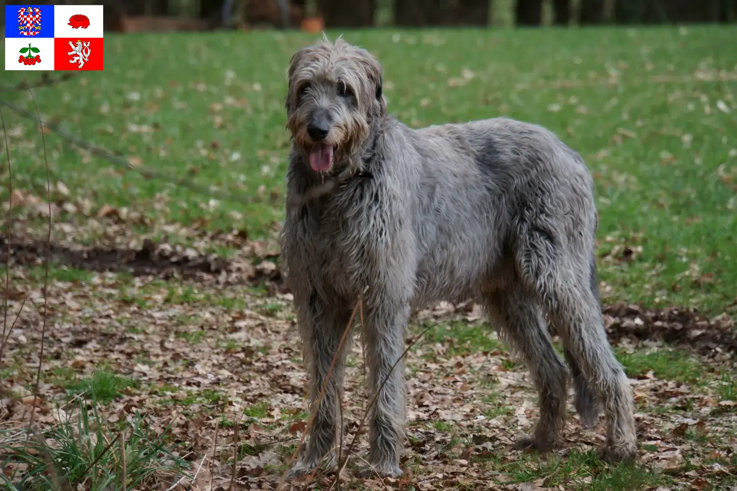 Read more about the article Irish Wolfhound breeders and puppies in Vysočina