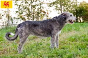 Read more about the article Irish Wolfhound breeders and puppies in Walloon Region