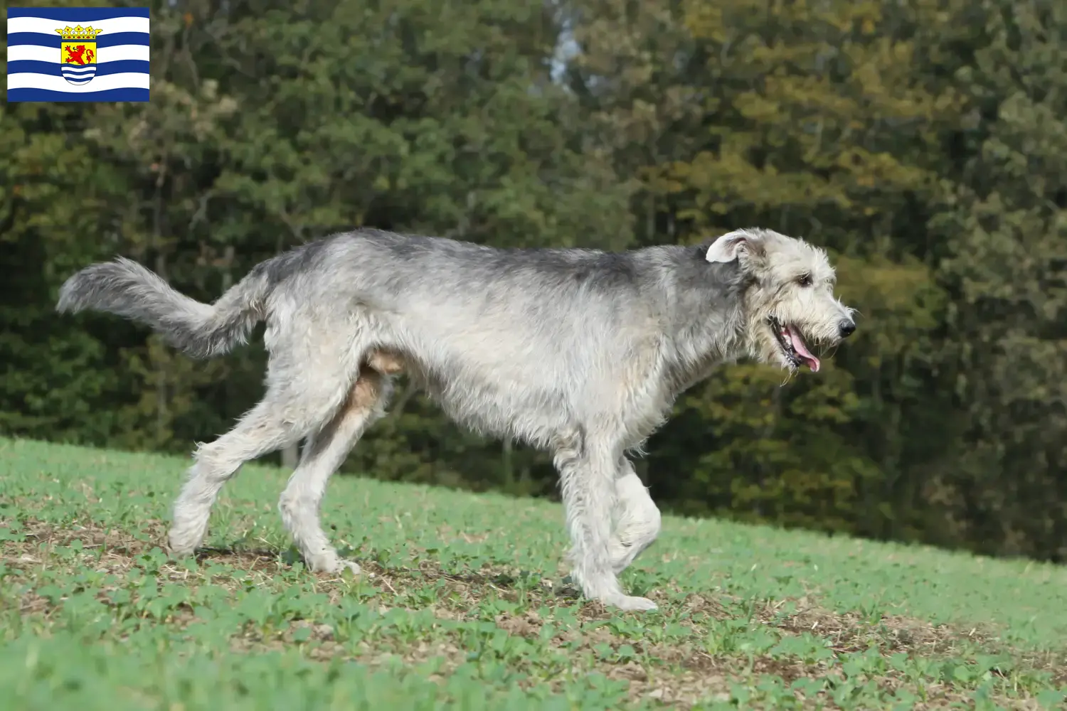 Read more about the article Irish Wolfhound breeders and puppies in Zeeland