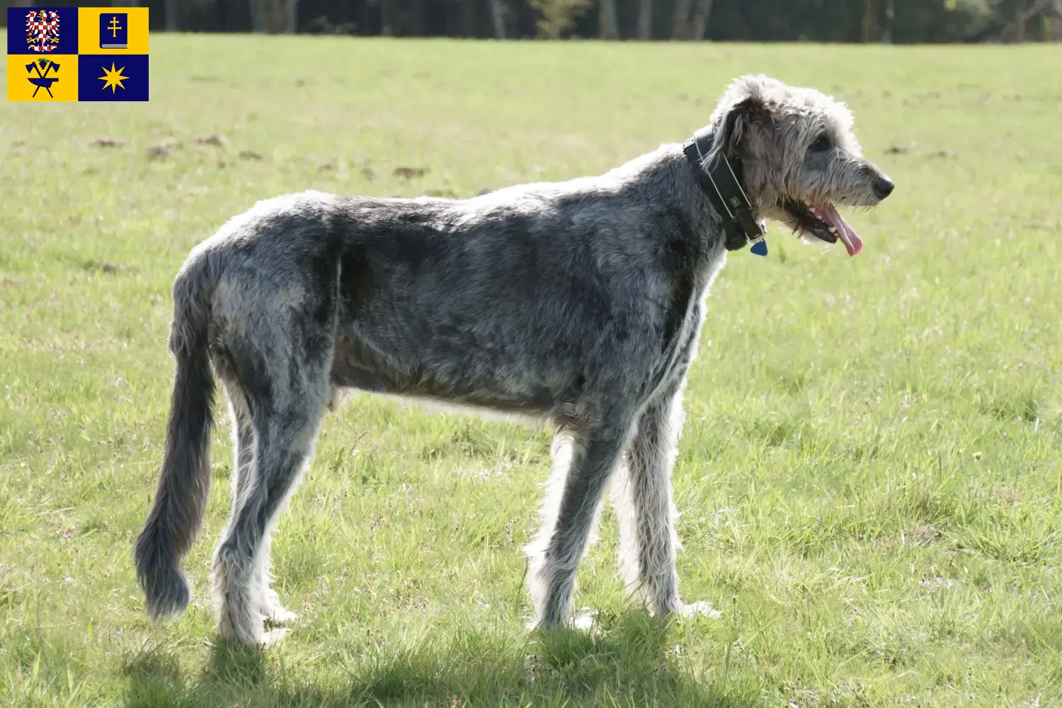 Read more about the article Irish Wolfhound breeders and puppies in Zlín