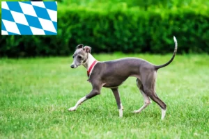 Read more about the article Italian wind chime breeders and puppies in Bavaria