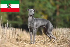 Read more about the article Italian wind chime breeders and puppies in North Rhine-Westphalia