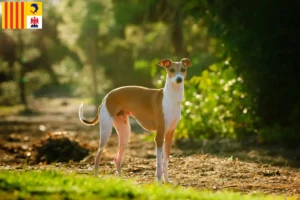 Read more about the article Italian wind chime breeders and puppies in Provence-Alpes-Côte d’Azur