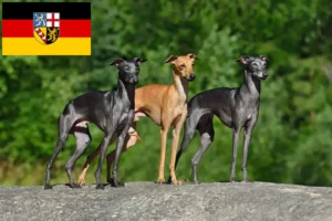 Read more about the article Italian wind chime breeders and puppies in Saarland