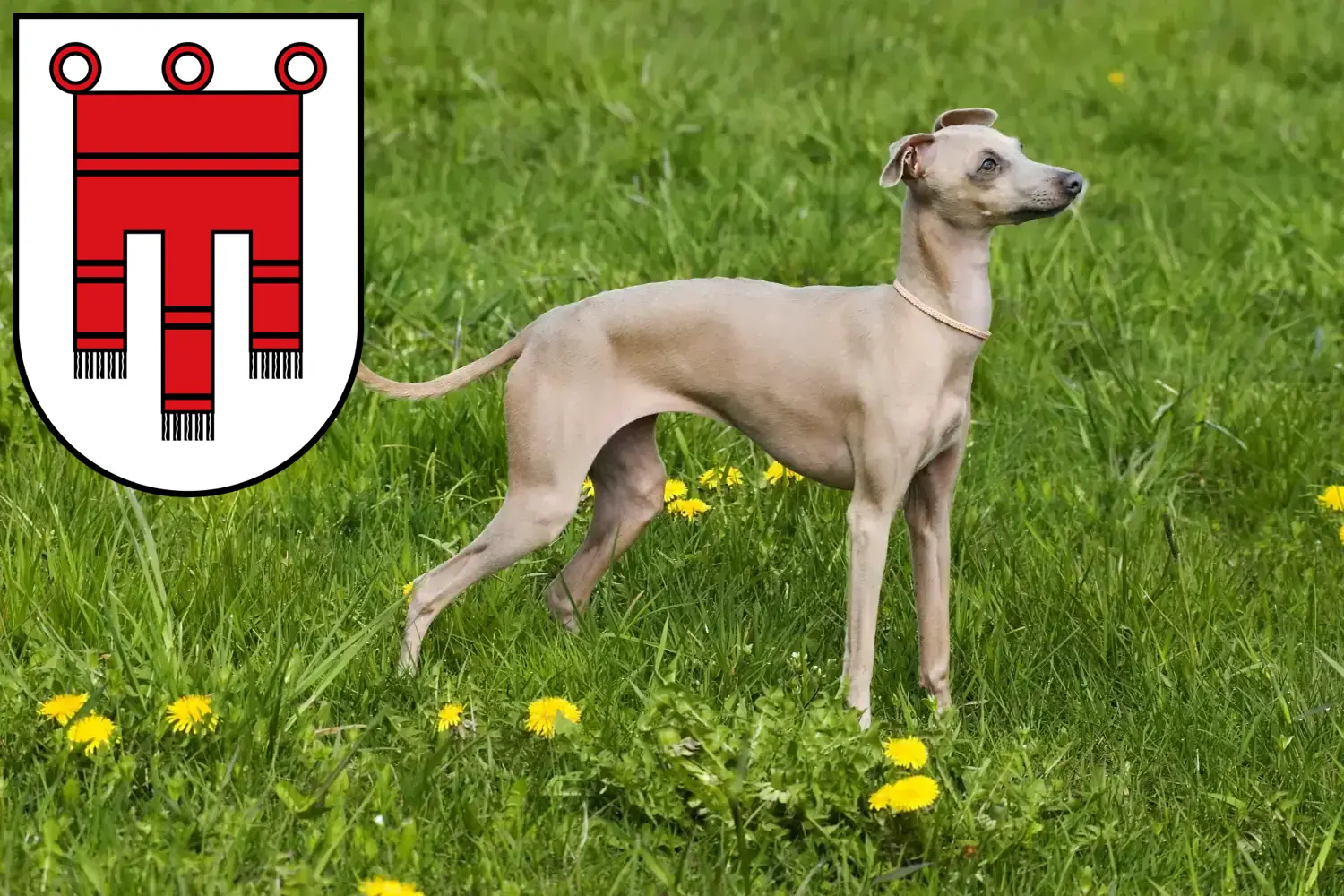 Read more about the article Italian wind chime breeders and puppies in Vorarlberg