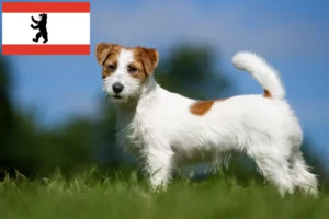 Read more about the article Jack Russell breeders and puppies in Berlin