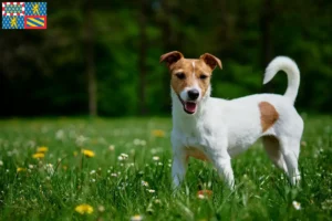 Read more about the article Jack Russell breeders and puppies in Bourgogne-Franche-Comté