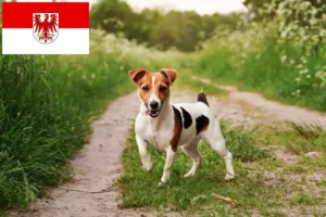 Read more about the article Jack Russell breeders and puppies in Brandenburg