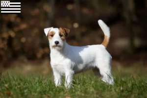 Read more about the article Jack Russell breeders and puppies in Brittany