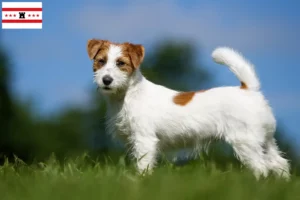 Read more about the article Jack Russell breeders and puppies in Drenthe