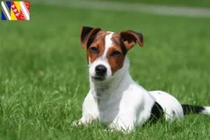 Read more about the article Jack Russell breeders and puppies in Grand Est