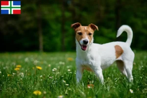 Read more about the article Jack Russell breeders and puppies in Groningen