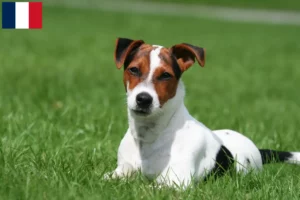 Read more about the article Jack Russell breeders and puppies in Guadeloupe
