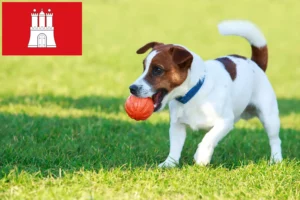 Read more about the article Jack Russell breeders and puppies in Hamburg