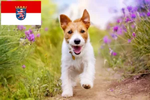 Read more about the article Jack Russell breeders and puppies in Hessen
