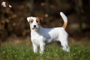 Read more about the article Jack Russell breeders and puppies in Hovedstaden