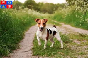 Read more about the article Jack Russell breeders and puppies in Hradec Králové