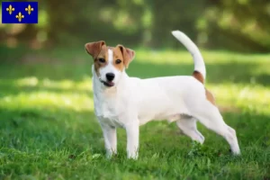 Read more about the article Jack Russell breeders and puppies in Île-de-France