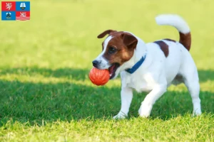 Read more about the article Jack Russell breeders and puppies in Karlsbad
