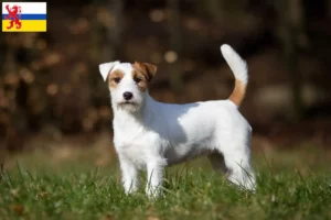 Read more about the article Jack Russell breeders and puppies in Limburg