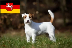 Read more about the article Jack Russell breeders and puppies in Lower Saxony
