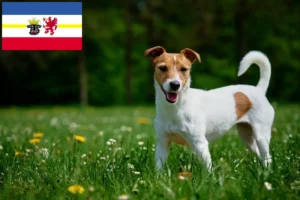 Read more about the article Jack Russell breeders and puppies in Mecklenburg-Vorpommern