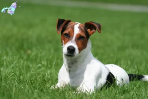 Read more about the article Jack Russell breeders and puppies in Nordjylland