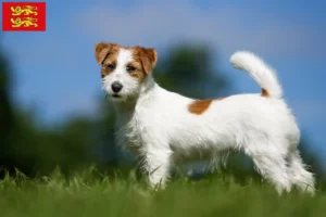 Read more about the article Jack Russell breeders and puppies in Normandy