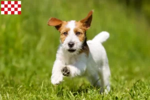 Read more about the article Jack Russell breeders and puppies in North Brabant