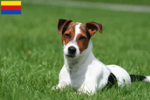 Read more about the article Jack Russell breeders and puppies in North Holland