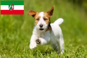 Read more about the article Jack Russell breeders and puppies in North Rhine-Westphalia