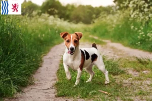 Read more about the article Jack Russell breeders and puppies in Nouvelle-Aquitaine