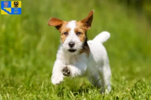 Read more about the article Jack Russell breeders and puppies in Olomouc