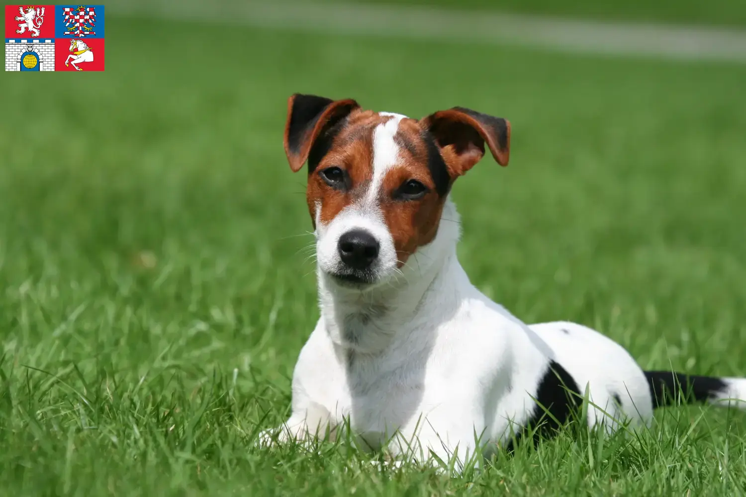 Read more about the article Jack Russell breeders and puppies in Pardubice
