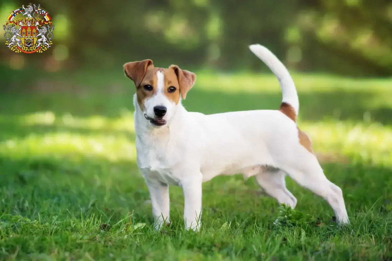 Read more about the article Jack Russell breeders and puppies in Prague