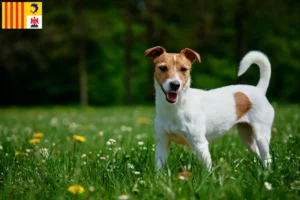 Read more about the article Jack Russell breeders and puppies in Provence-Alpes-Côte d’Azur
