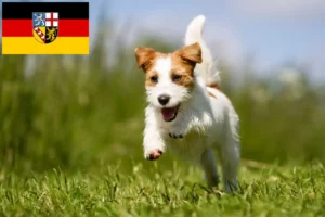 Read more about the article Jack Russell breeders and puppies in Saarland