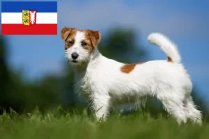 Read more about the article Jack Russell breeders and puppies in Schleswig-Holstein