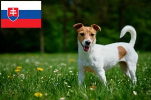Read more about the article Jack Russell breeders and puppies in Slovakia
