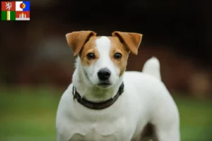 Read more about the article Jack Russell breeders and puppies in South Bohemia