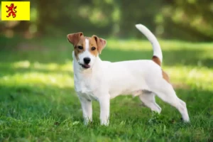 Read more about the article Jack Russell breeders and puppies in South Holland