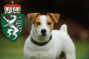 Read more about the article Jack Russell breeders and puppies in Styria