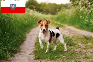 Read more about the article Jack Russell breeders and puppies in Thuringia