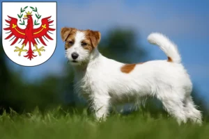 Read more about the article Jack Russell breeders and puppies in Tirol