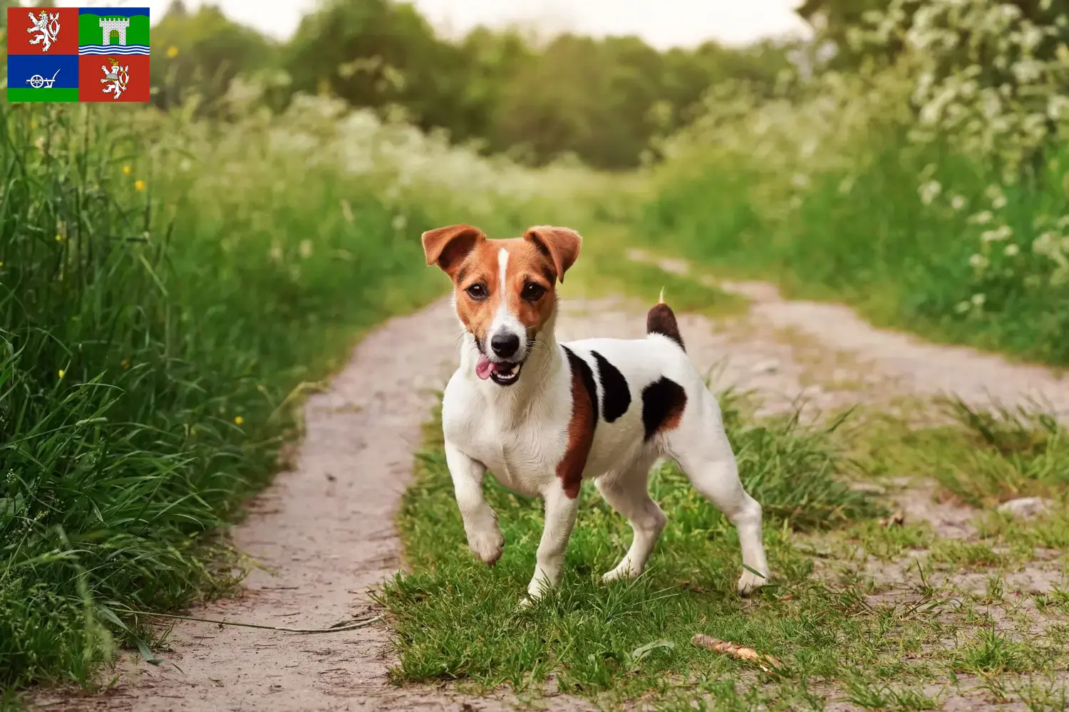 Read more about the article Jack Russell breeders and puppies in Ústí