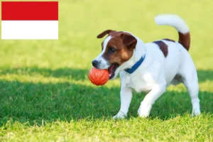 Read more about the article Jack Russell breeders and puppies in Vienna