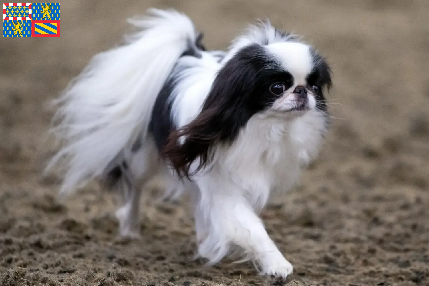 Read more about the article Japan Chin breeders and puppies in Bourgogne-Franche-Comté