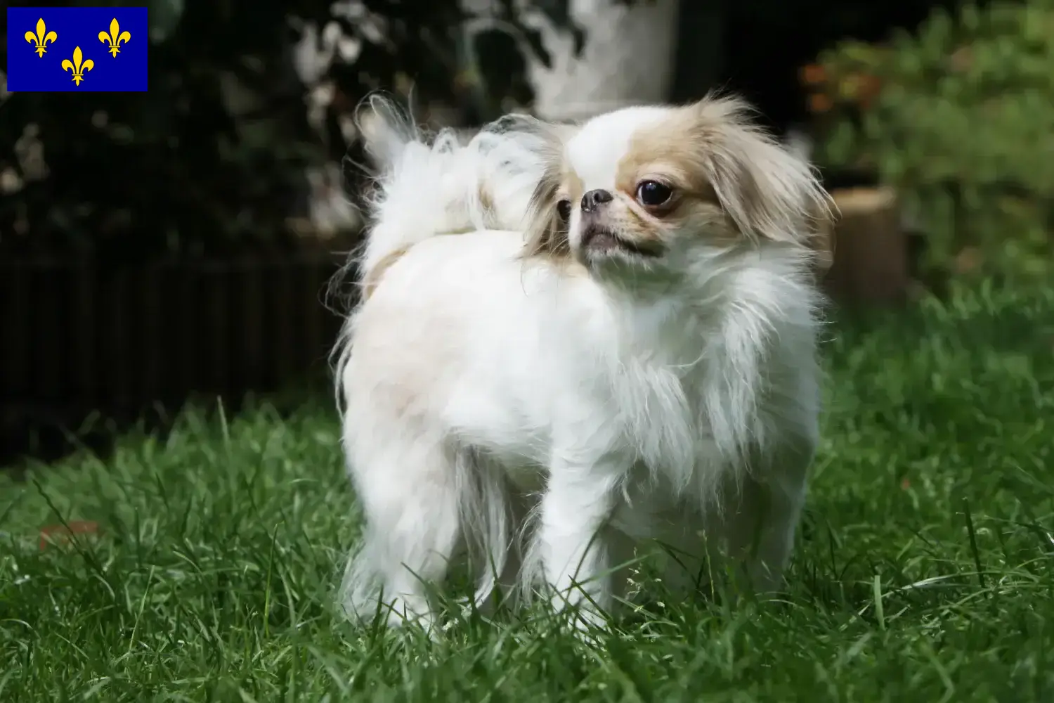 Read more about the article Japan Chin breeders and puppies in Île-de-France