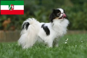 Read more about the article Japan Chin breeders and puppies in North Rhine-Westphalia